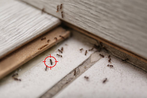 Best Residential Pest Control  in Westover, WV