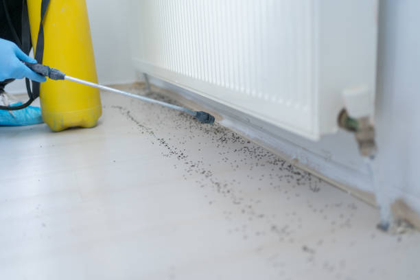 Pest Prevention Services in Westover, WV